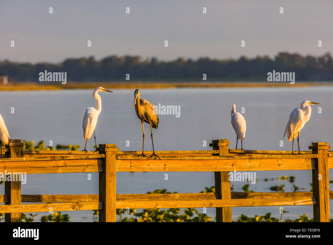 Vögel am Geländer der Dock auf See Pierce in Kapernaum Lakeside Lodge auch Kapernaum Inn Retreat Center in Lake Wales Polk County Floridda in der Unite Stockfoto