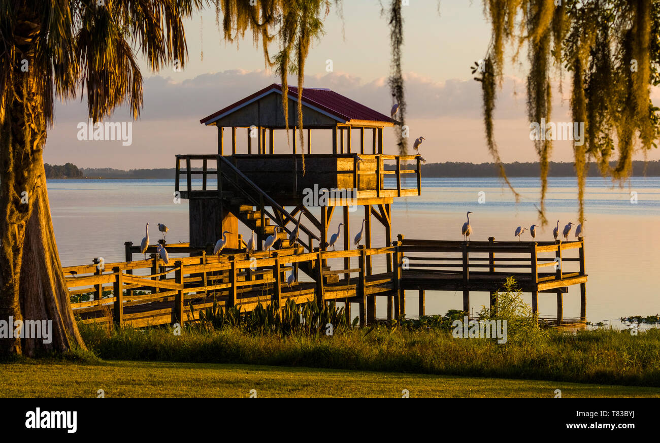 Vögel am Geländer der Dock auf See Pierce in Kapernaum Lakeside Lodge auch Kapernaum Inn Retreat Center in Lake Wales Polk County Floridda in der Unite Stockfoto