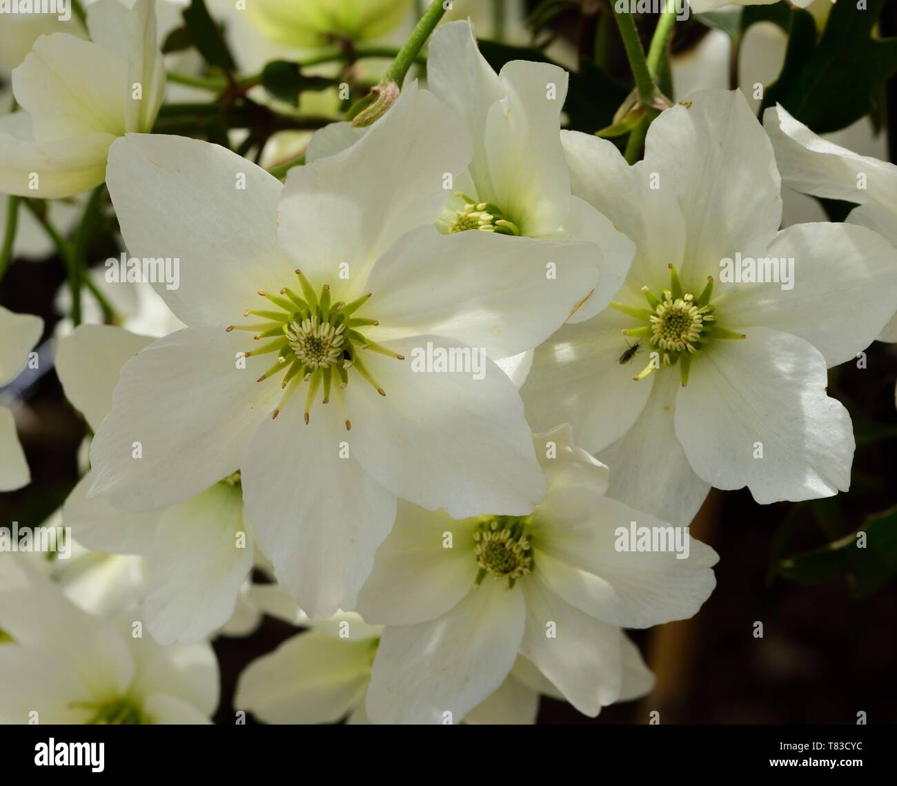 Nahaufnahme von weißen Blüten der Clematis Lawine. Stockfoto