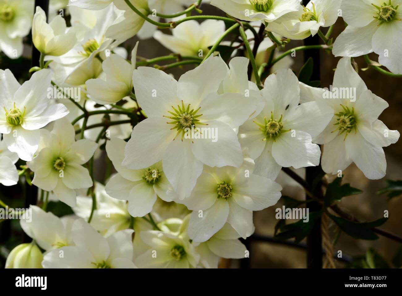 Nahaufnahme von weißen Blüten der Clematis Lawine. Stockfoto