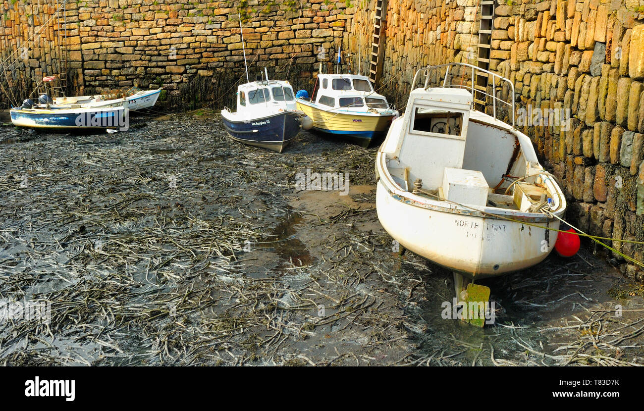 Boote und Schiffe im Hafen im Crail Hafen, Fife, Schottland bei Ebbe Stockfoto