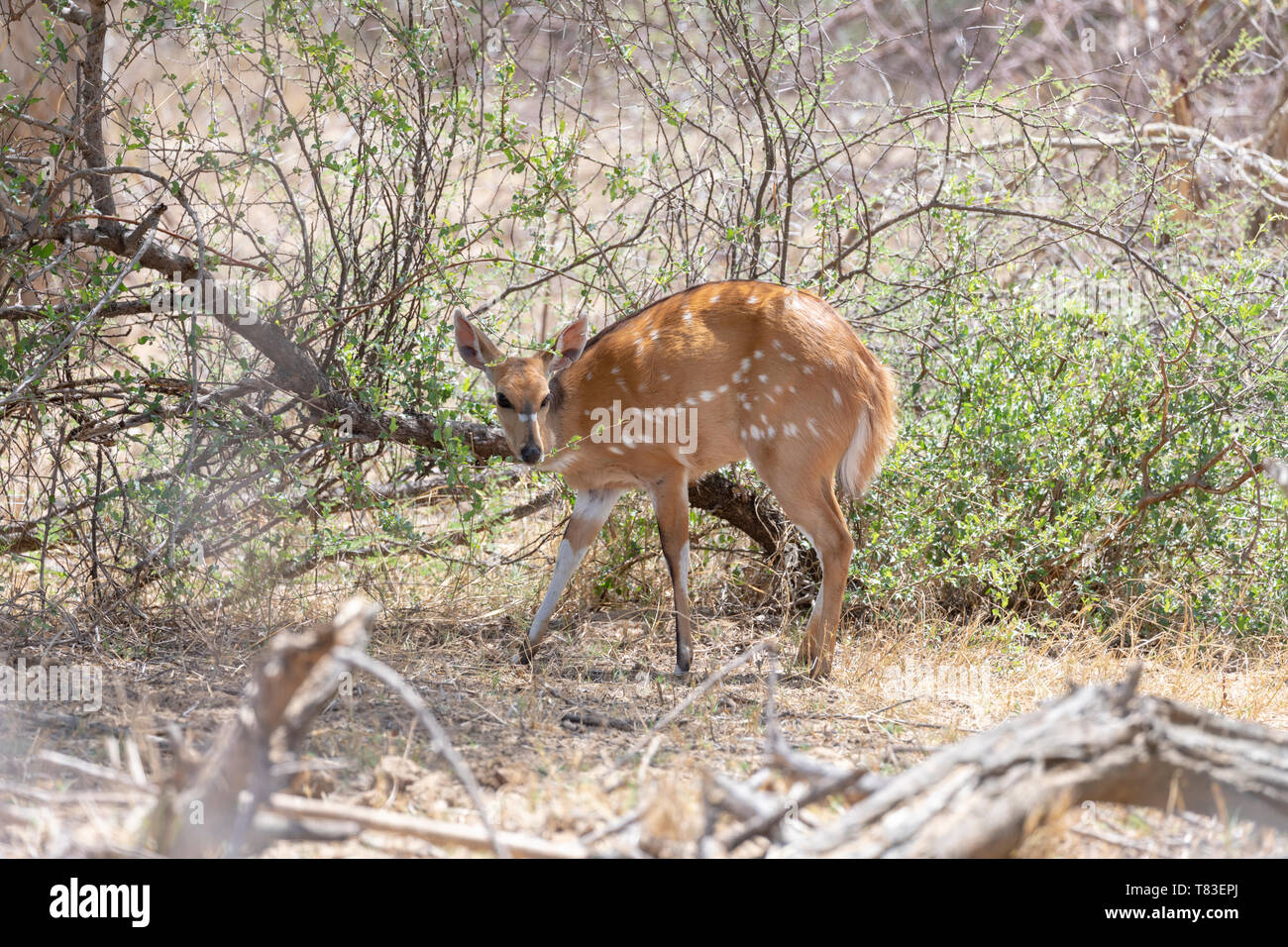 Cape Buschbock (Tragelaphus skriptingunterbrechung) oder Imbabala, weiblich, Surfen. Mahango Game Park, Namibia. Stockfoto