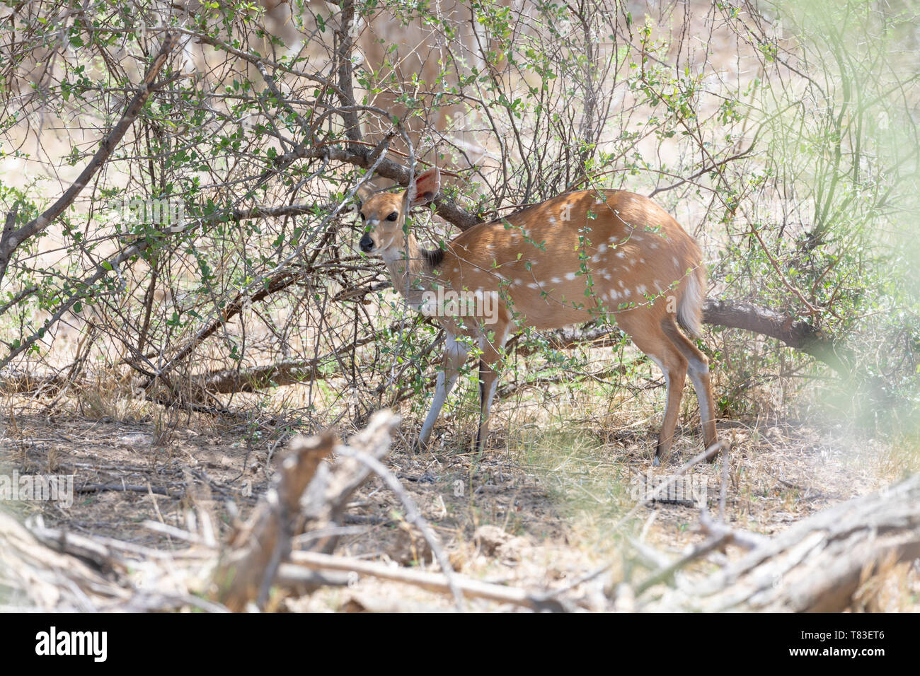 Cape Buschbock (Tragelaphus skriptingunterbrechung) oder Imbabala, weiblich, Surfen. Mahango Game Park, Namibia. Stockfoto