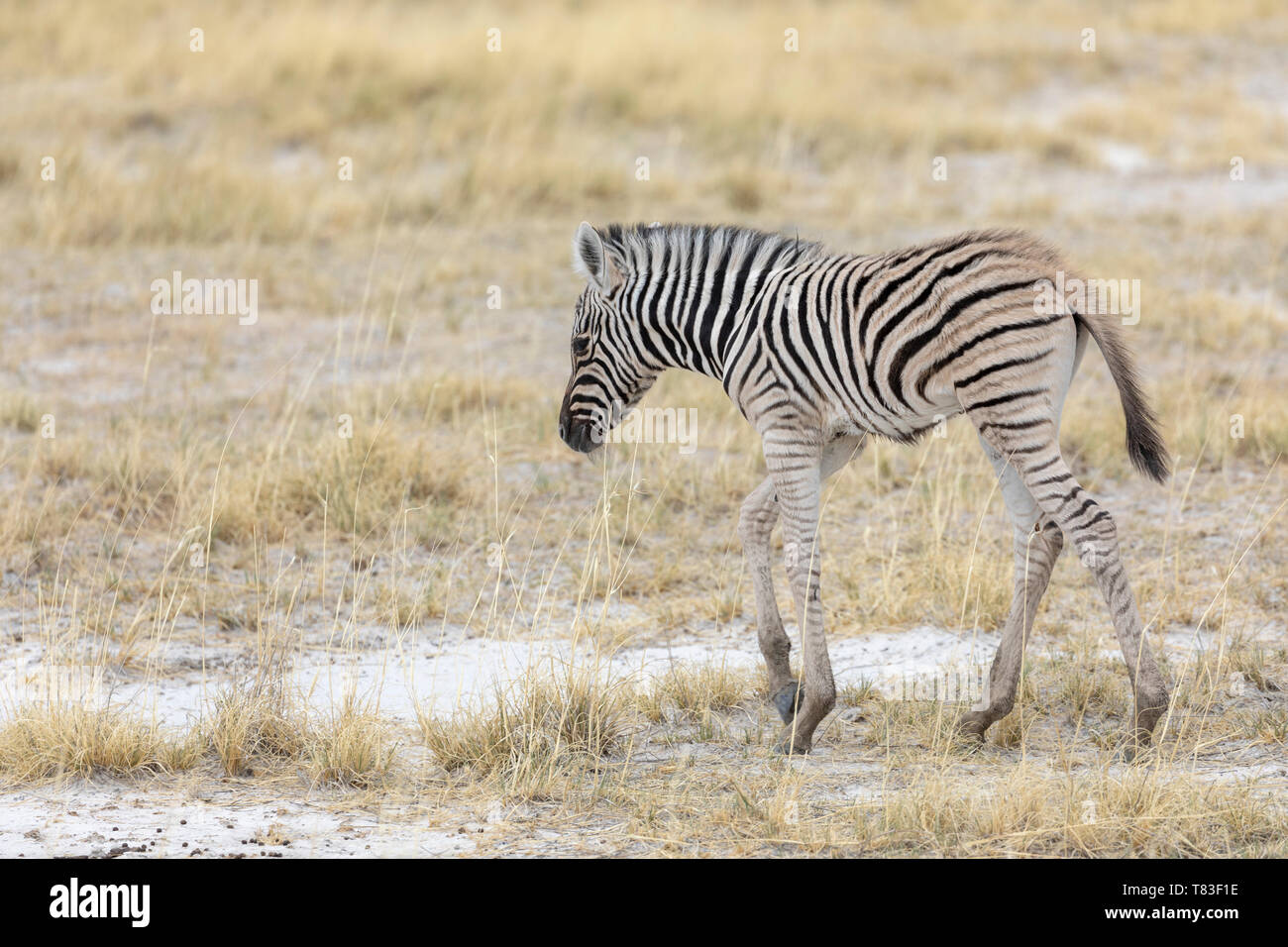 Ebenen Zebras (Equus quagga) Fohlen. Etosha National Park, Namibia. Stockfoto