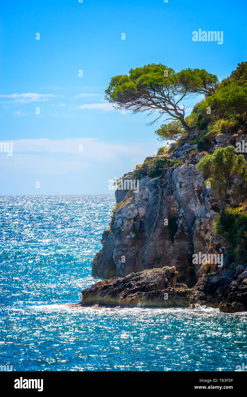 Pine Tree auf einem Felsen am Meer, mediterrane Landschaft auf Menorca, Balearen, Spanien Stockfoto