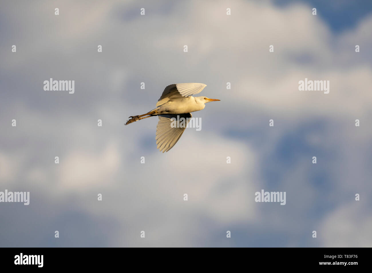 Kuhreiher (Bubulcus ibis) im Flug. Namibia Stockfoto