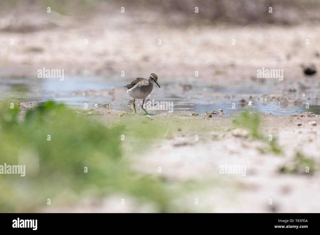 Bruchwasserläufer (Tringa glareola) in seiner afrikanischen Überwinterungsgebiet. In der Nähe von Etosha National Park, Namibia. Stockfoto