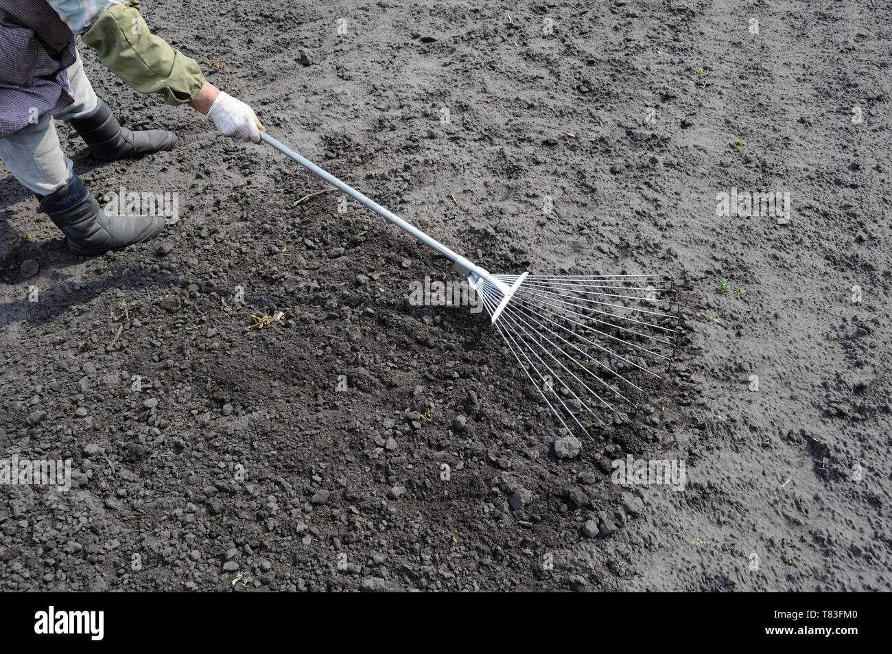 Gärtner harken Boden mit einer Harke in den Gemüsegarten, die Vorbereitung der Boden vor der Pflanzung Operationen Stockfoto