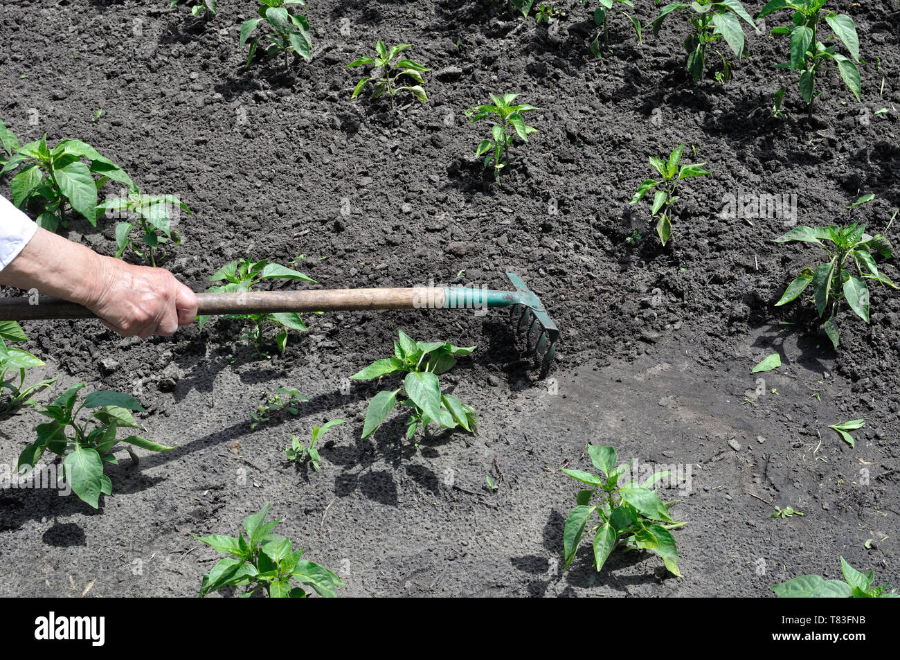 Gärtner harken Pfeffer Plantage - saisonale Arbeit im Gemüsegarten Stockfoto