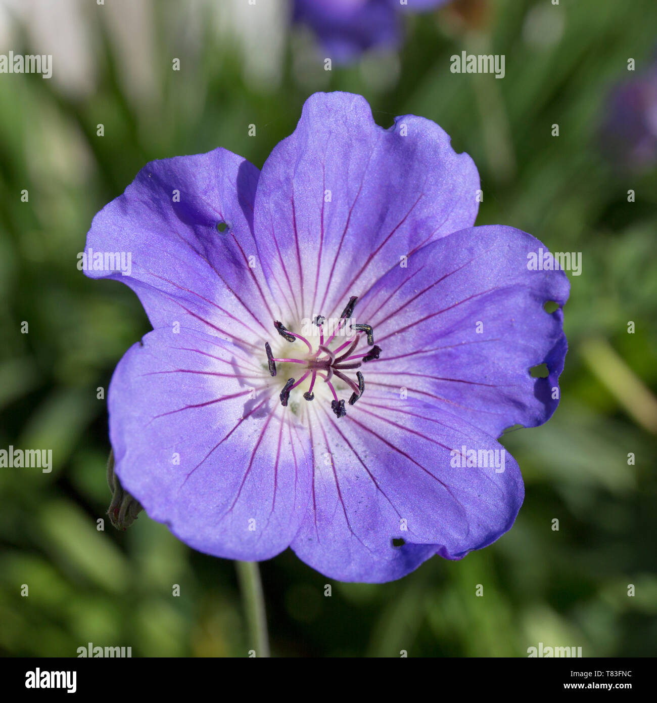 Dormansland, Surrey, England. Zarte blau-violette Blume von Geranium 'Rozanne'. Stockfoto