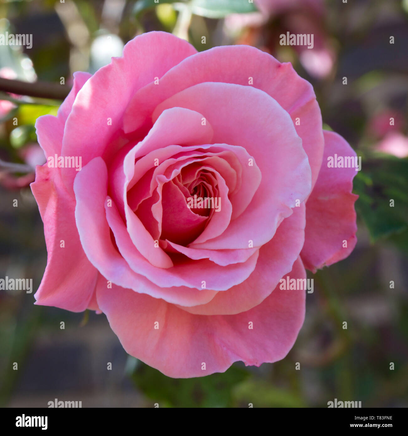 Dormansland, Surrey, England. Zarte Blume von einem perfekten rosa Rose. Stockfoto