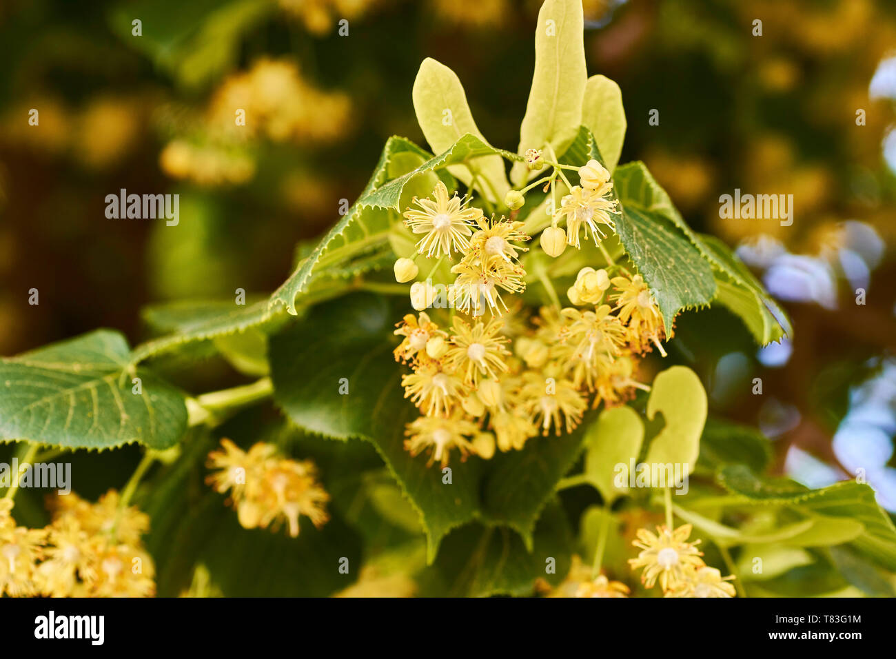 Blumen einer Linde unter grünen Blätter an einem strahlenden Frühlingstag. Stockfoto