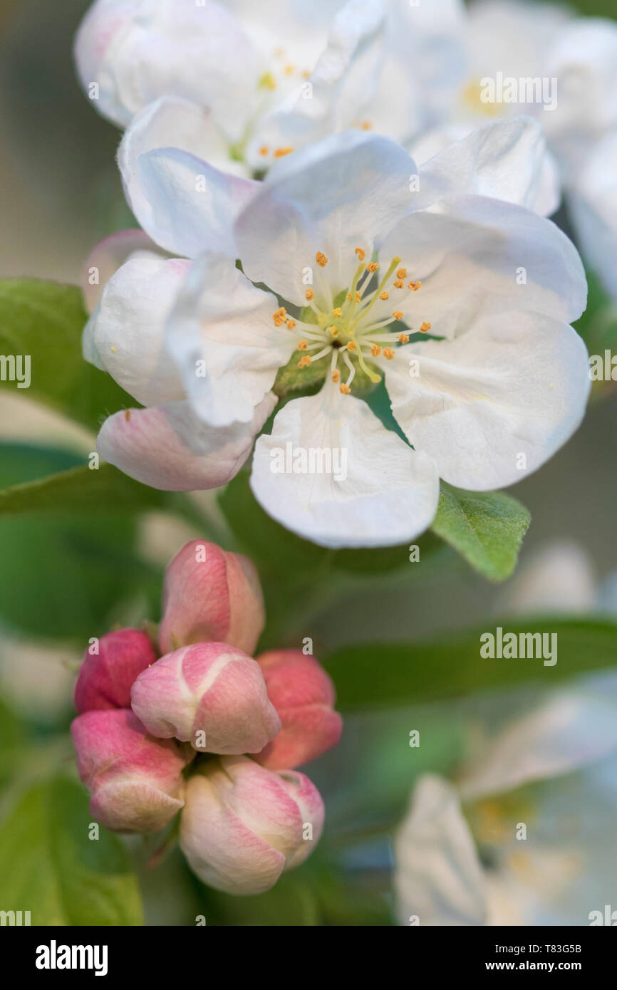 Crab Apple blossom Stockfoto