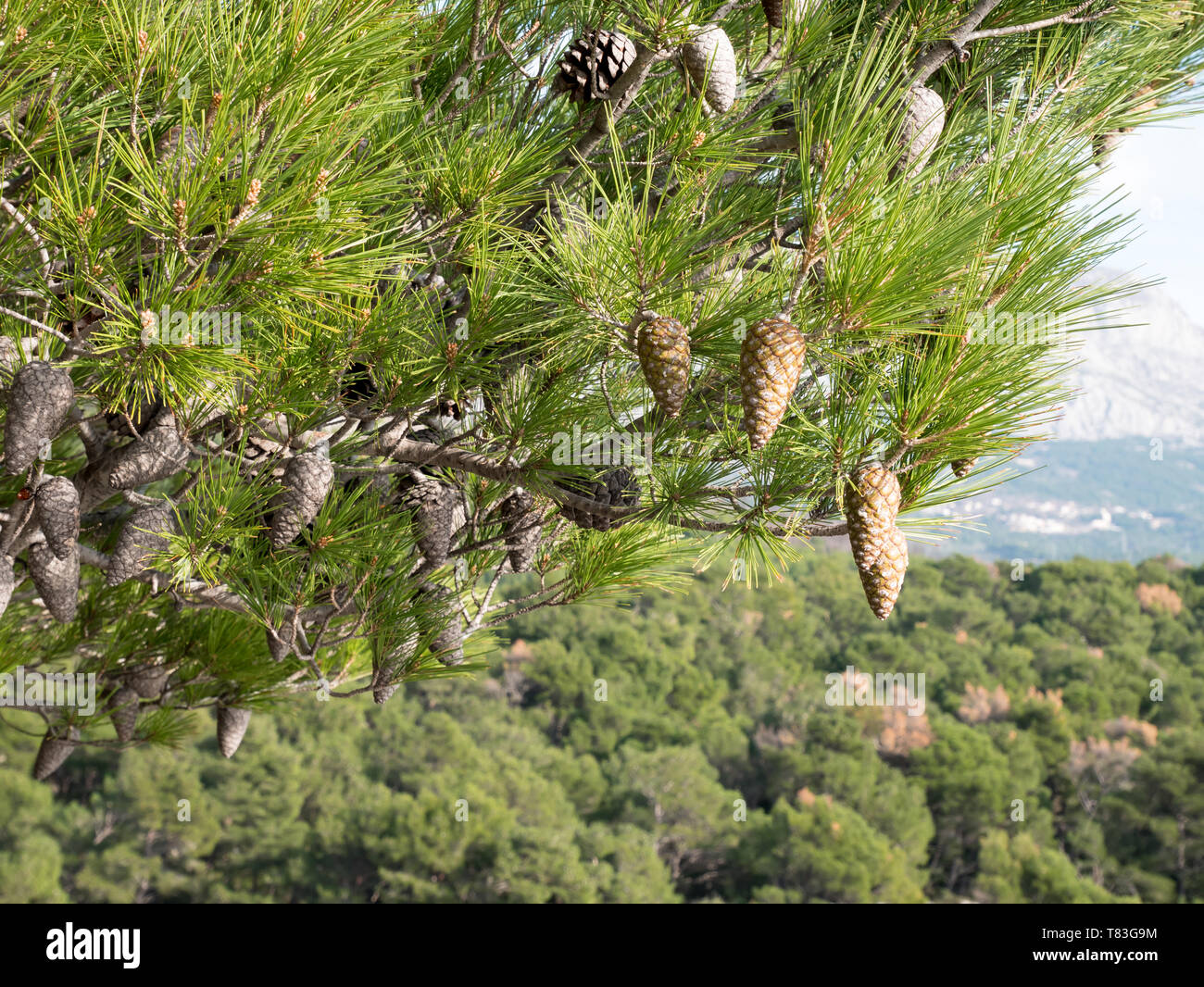 Pine Tree Branch Nahaufnahme im grünen Wald am Mittelmeer Stockfoto