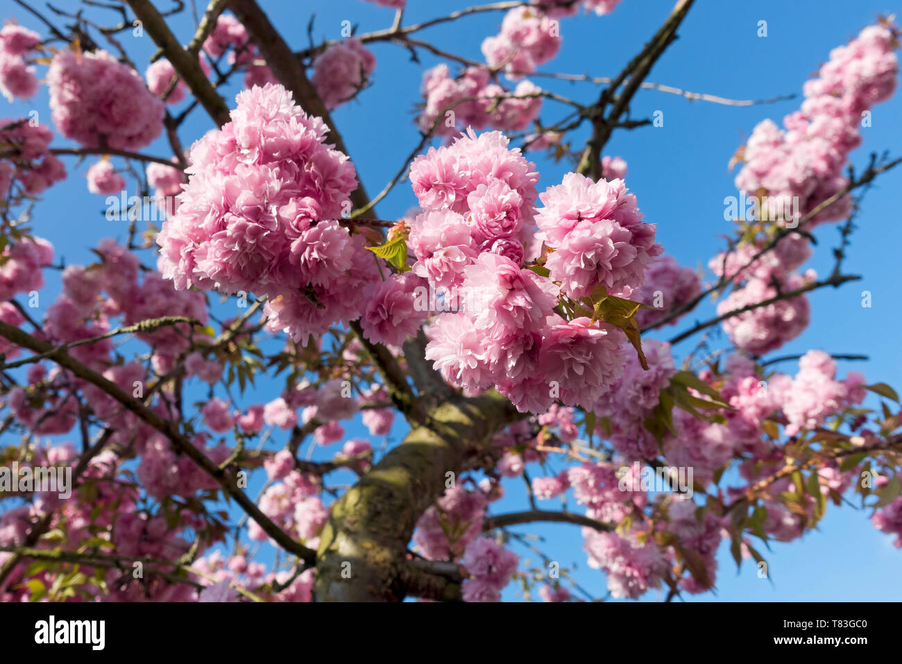 Nahaufnahme von rosa Kirschbaumblüte Blüten Blume Blume Zierblume im Frühling England UK Großbritannien Großbritannien Großbritannien Stockfoto