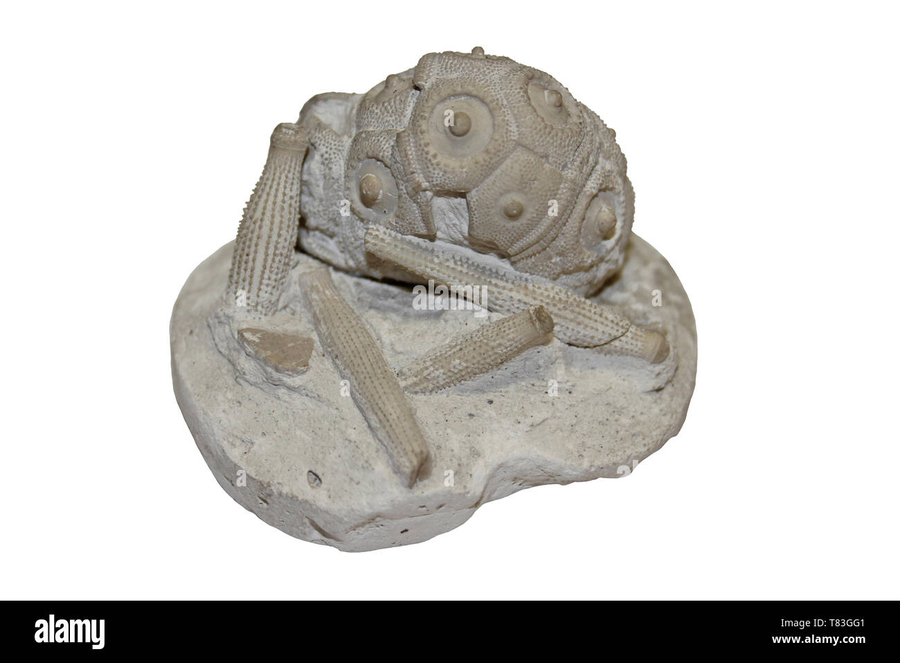 Cidaris (a.k.a. Temnocidaris/Stereocidaris) sceptrifera Obere Kreide, Kreidezeit, Charlton Kent Stockfoto