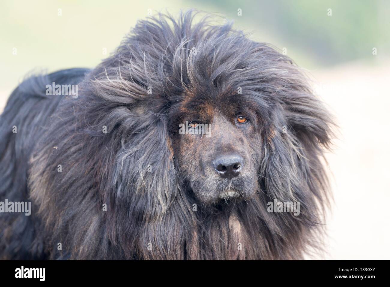 Der Tibetische Mastiff Stockfotos Und Bilder Kaufen Alamy