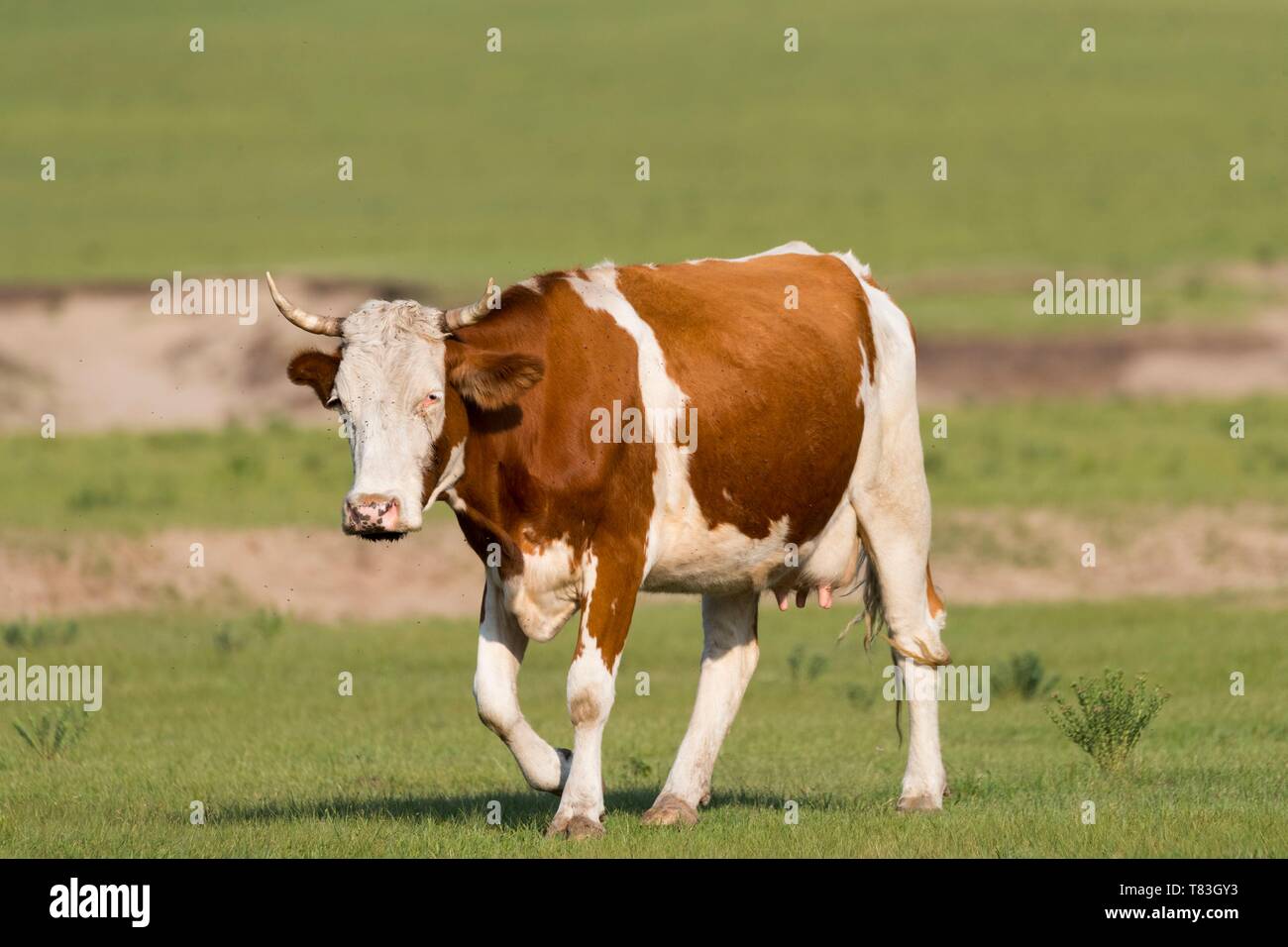 China, Innere Mongolei, Provinz Hebei, Zhangjiakou, Bashang Grasland, Kuh in der Prärie Stockfoto