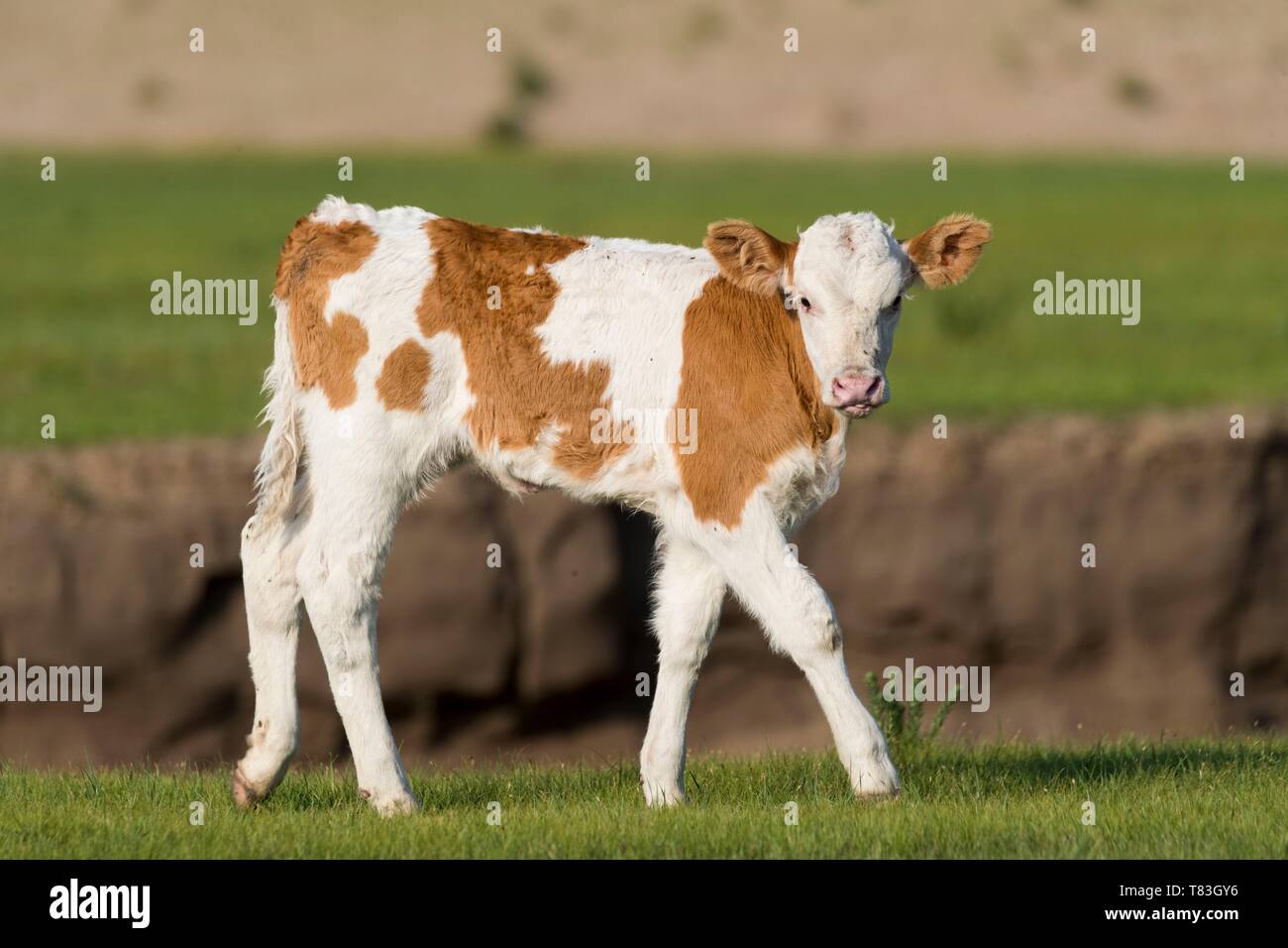 China, Innere Mongolei, Provinz Hebei, Zhangjiakou, Bashang Grasland, Kalbfleisch in der Prärie Stockfoto