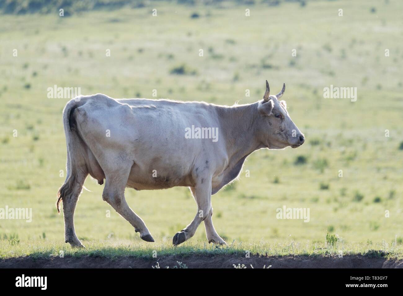 China, Innere Mongolei, Provinz Hebei, Zhangjiakou, Bashang Grasland, Kuh in der Prärie Stockfoto