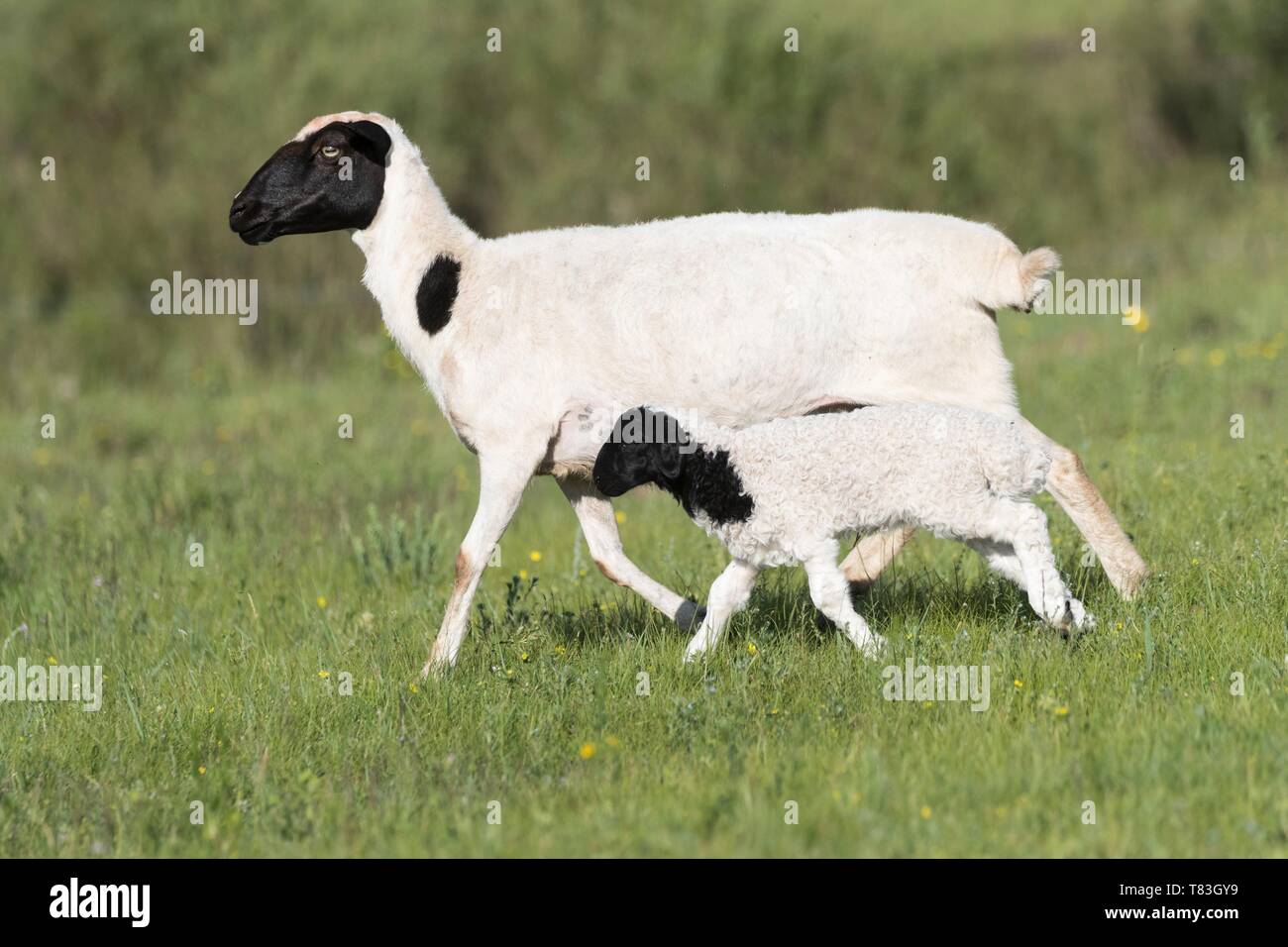 China, Innere Mongolei, Provinz Hebei, Zhangjiakou, Bashang Grasland, Schafe, Erwachsene mit Jungen, Mutter und Kind gerade geboren Stockfoto
