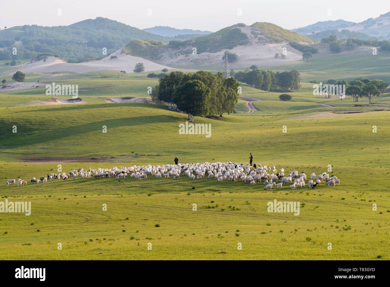 China, Innere Mongolei, Provinz Hebei, Zhangjiakou, Bashang Grünland, Hirte seine Schafe halten mit seinen Hunden Stockfoto