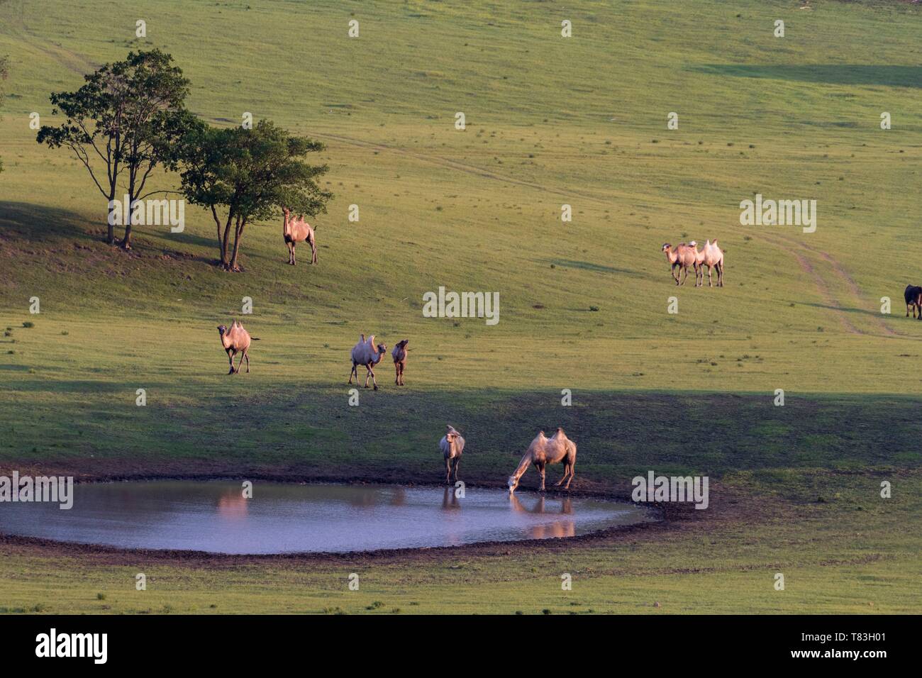 China, Innere Mongolei, Provinz Hebei, Zhangjiakou, Bashang Grünland, Bactrian Camel (Camelus bactrianus) am Wasserloch Stockfoto