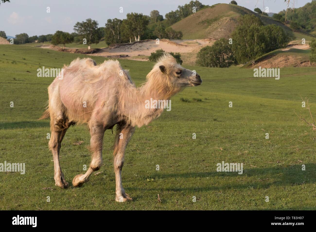 China, Innere Mongolei, Provinz Hebei, Zhangjiakou, Bashang Grünland, Bactrian Camel (Camelus bactrianus) Stockfoto