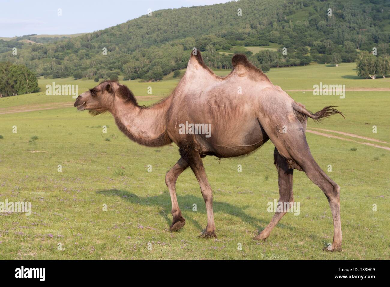 China, Innere Mongolei, Provinz Hebei, Zhangjiakou, Bashang Grünland, Bactrian Camel (Camelus bactrianus) Stockfoto