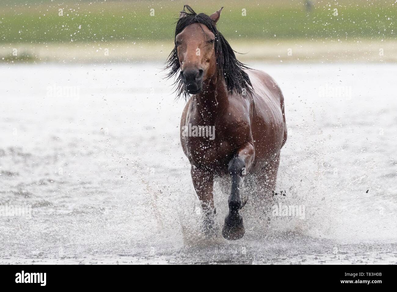 China, Innere Mongolei, Provinz Hebei, Zhangjiakou, Bashang Grünland, Pferd im Wasser läuft Stockfoto