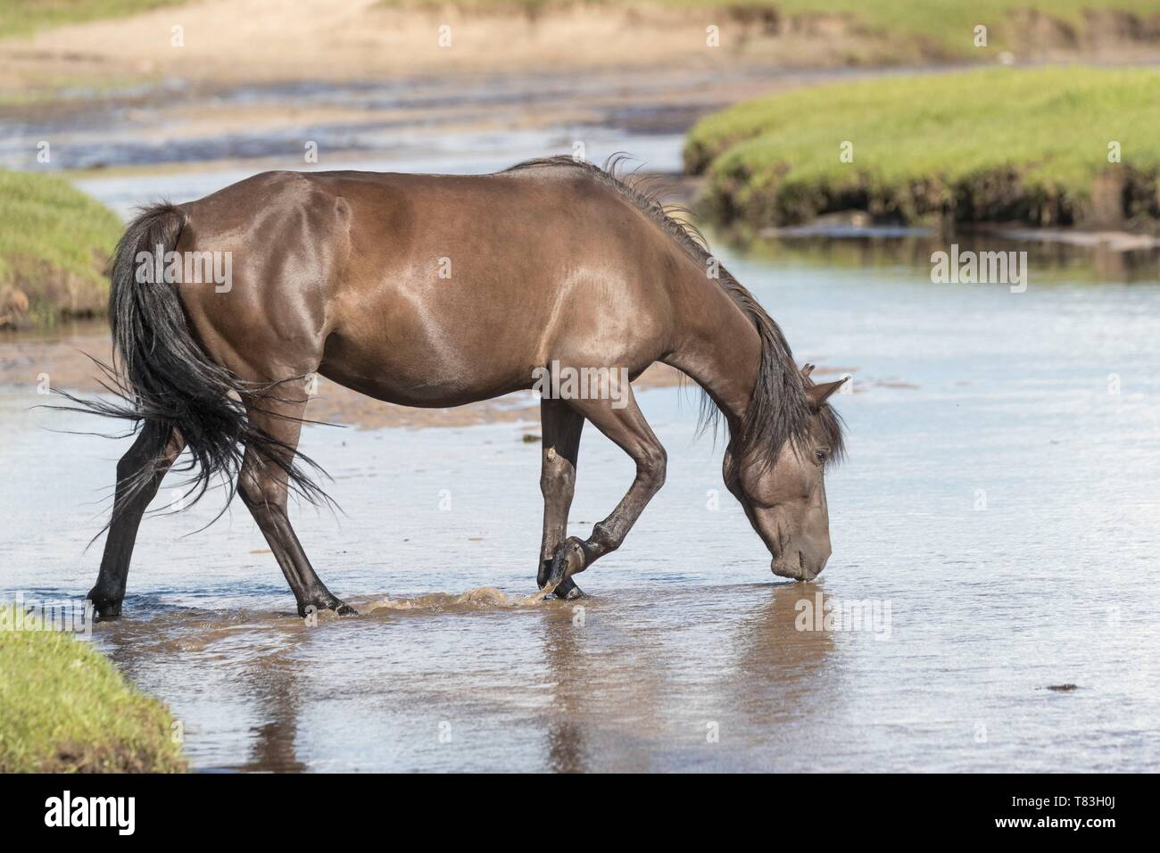 China, Innere Mongolei, Provinz Hebei, Zhangjiakou, Bashang Grasland, ein Pferd trinken Stockfoto