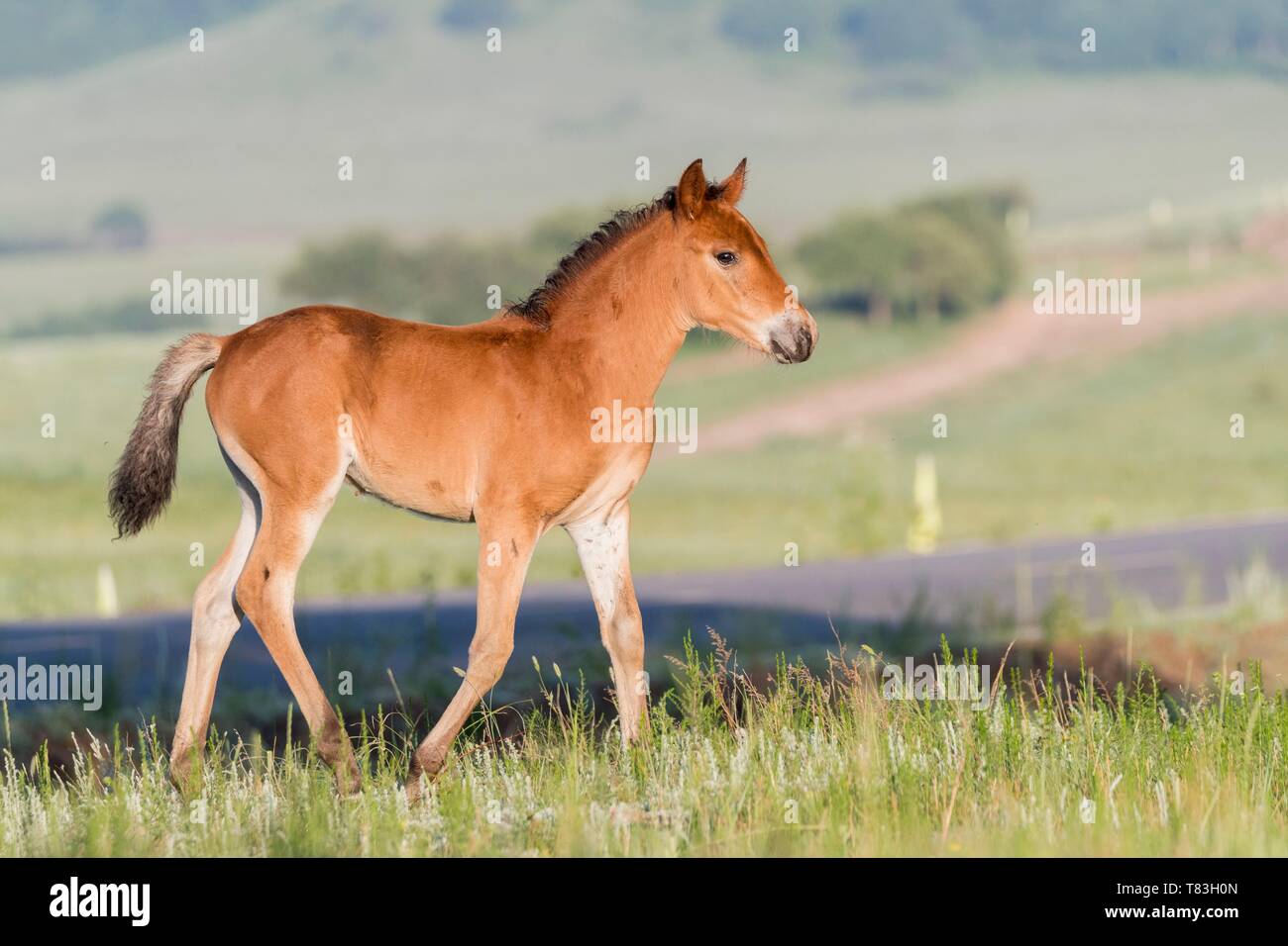 China, Innere Mongolei, Provinz Hebei, Zhangjiakou, Bashang Grasland, ein Fohlen Stockfoto