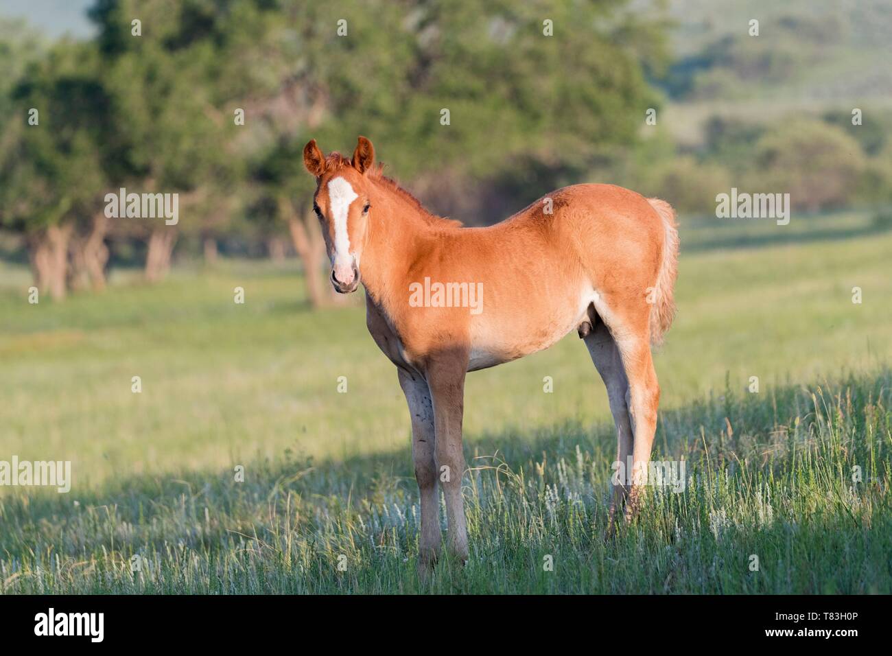 China, Innere Mongolei, Provinz Hebei, Zhangjiakou, Bashang Grasland, ein Fohlen Stockfoto