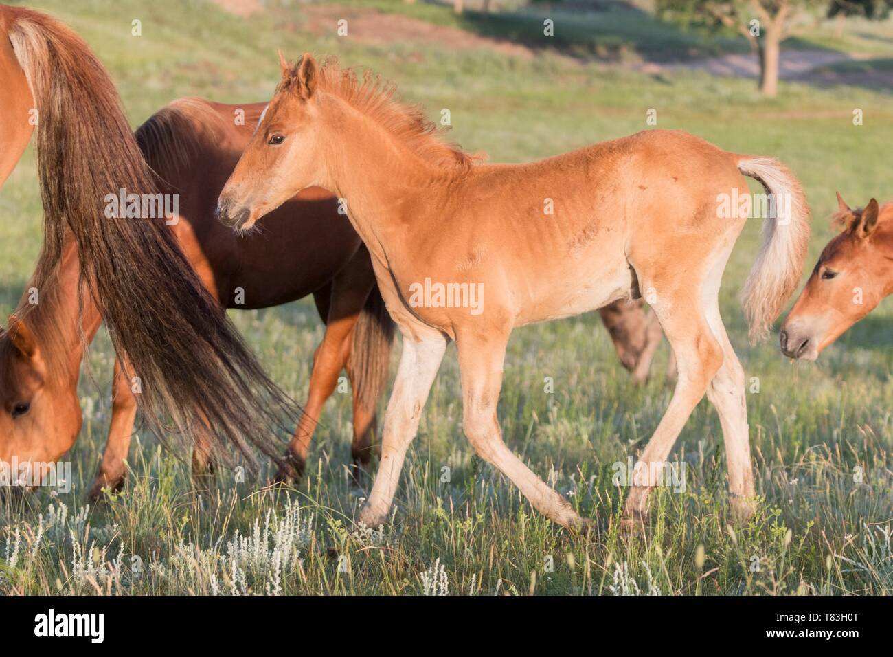 China, Innere Mongolei, Provinz Hebei, Zhangjiakou, Bashang Grasland, Pferde in einer Gruppe in der Wiese Stockfoto