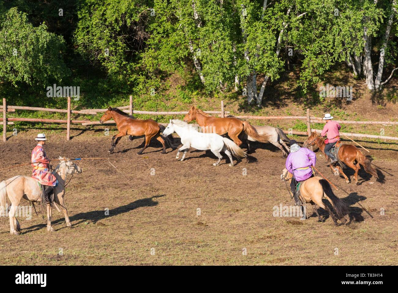 China, Innere Mongolei, Provinz Hebei, Zhangjiakou, Bashang Grasland, Mongolisch, die Pferde in einem Coral Stockfoto