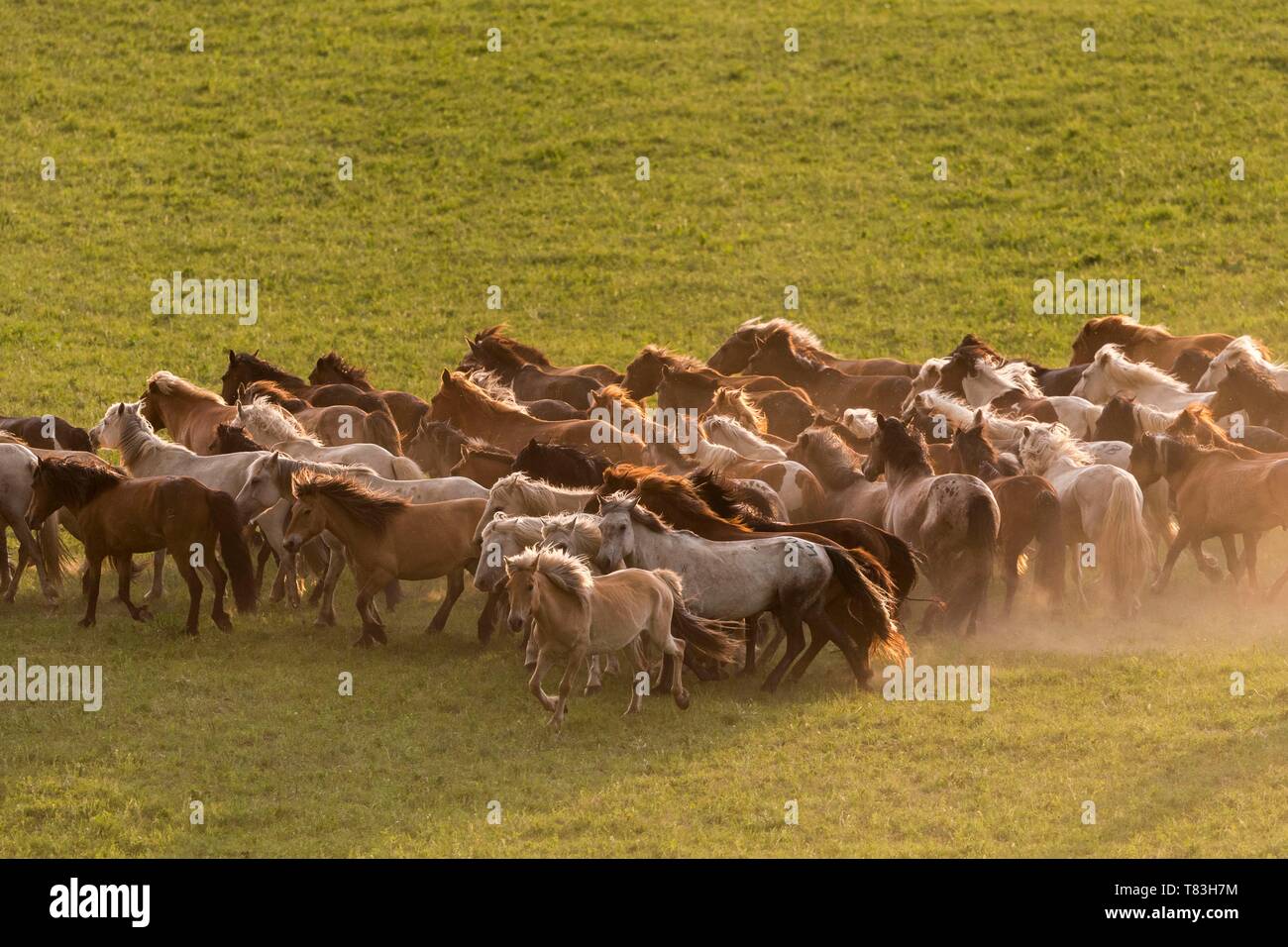 China, Innere Mongolei, Provinz Hebei, Zhangjiakou, Bashang Grasland, Pferde laufen in einer Gruppe in der Wiese Stockfoto