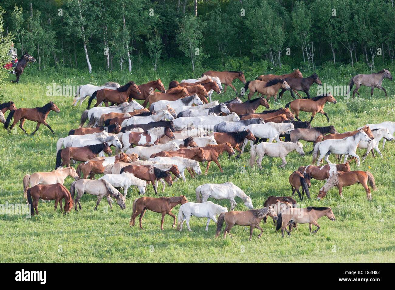 China, Innere Mongolei, Provinz Hebei, Zhangjiakou, Bashang Grasland, Pferde laufen in einer Gruppe in der Wiese Stockfoto