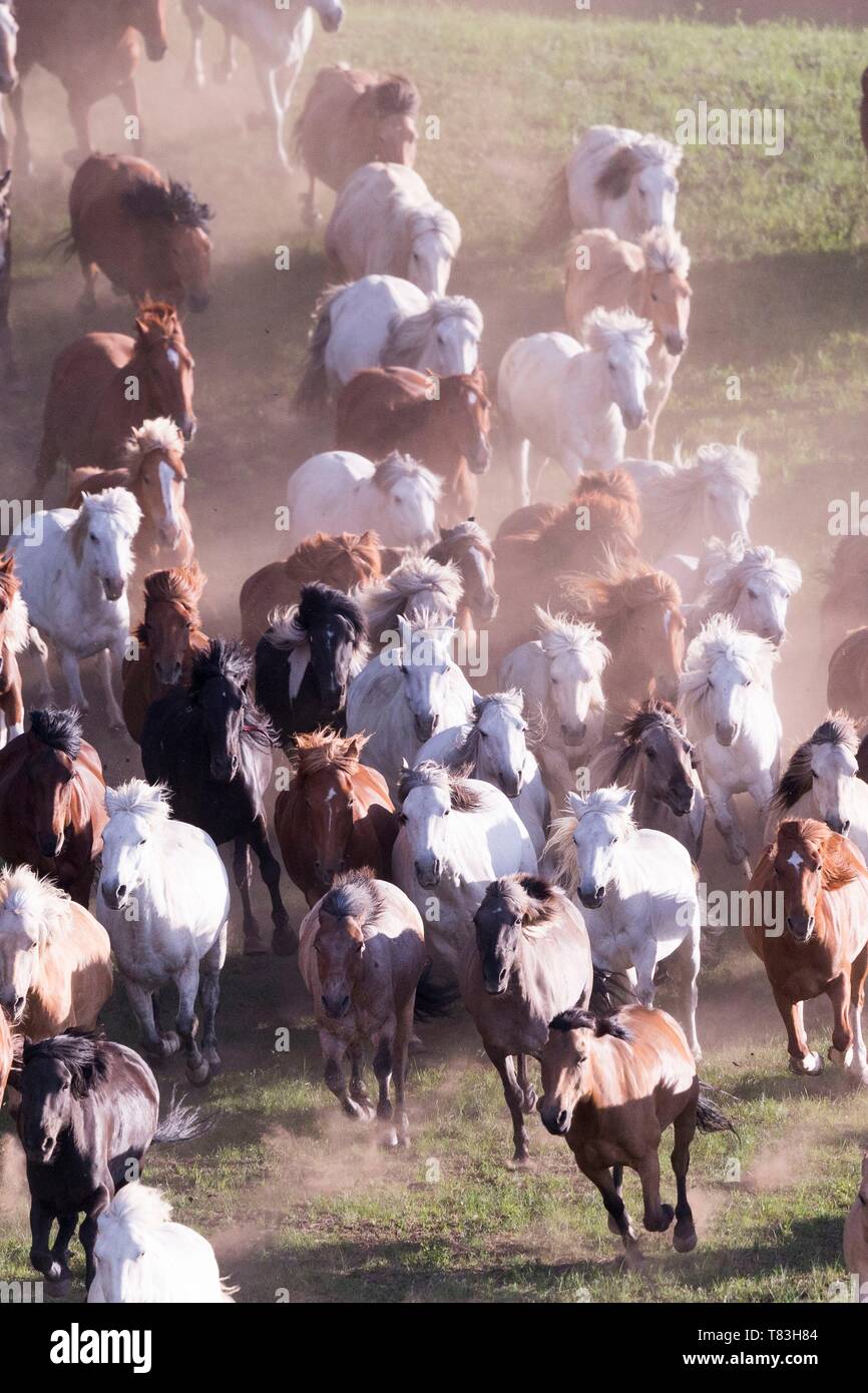 China, Innere Mongolei, Provinz Hebei, Zhangjiakou, Bashang Grasland, Pferde laufen in einer Gruppe in der Wiese Stockfoto