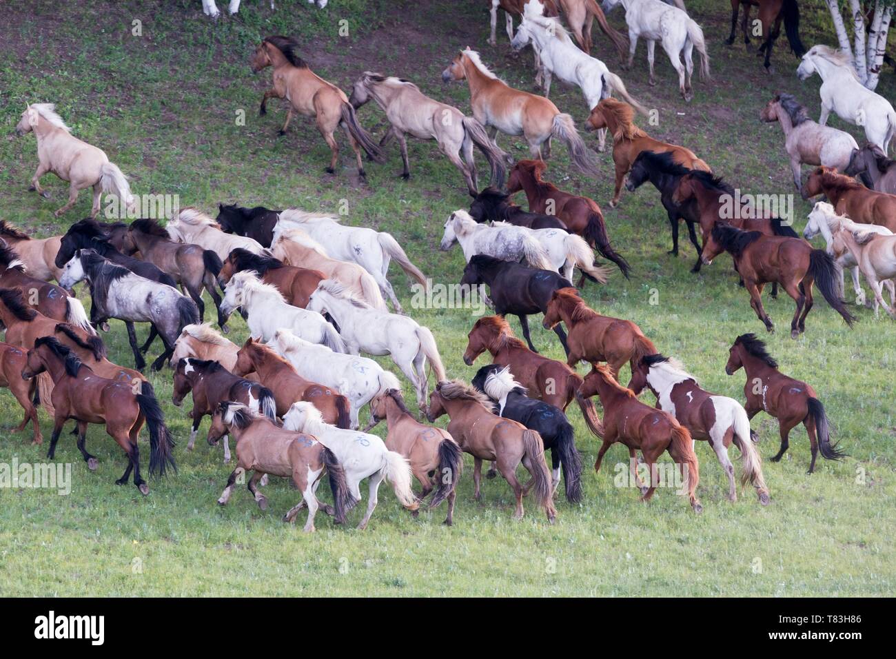 China, Innere Mongolei, Provinz Hebei, Zhangjiakou, Bashang Grasland, Pferde laufen in einer Gruppe in der Wiese Stockfoto