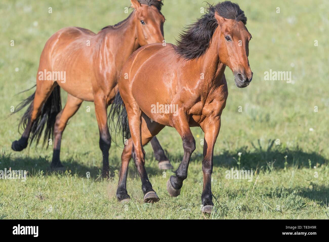 China, Innere Mongolei, Provinz Hebei, Zhangjiakou, Bashang Grasland, Pferde laufen in einer Gruppe in der Wiese Stockfoto