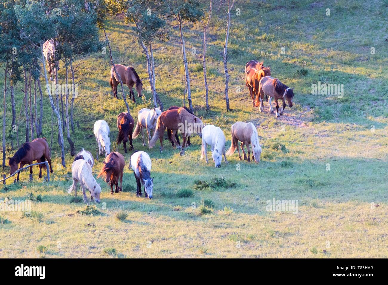 China, Innere Mongolei, Provinz Hebei, Zhangjiakou, Bashang Grasland, Pferde laufen in einer Gruppe in der Wiese Stockfoto