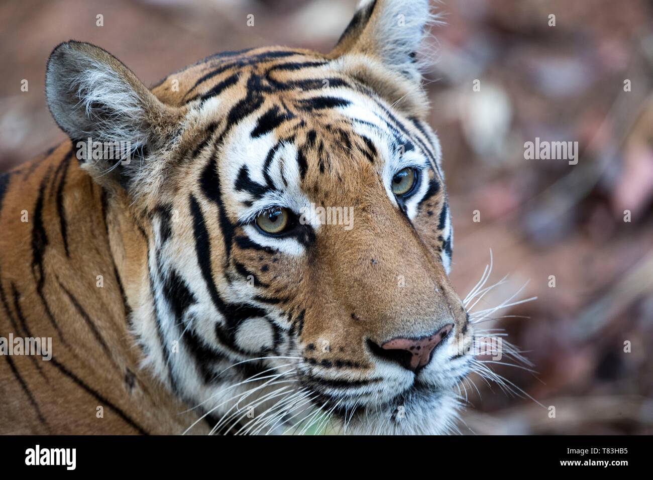 India, Maharashtra, Andhari Tadoba Tiger Reserve, Tadoba Nationalpark, erwachsene Frau Stockfoto