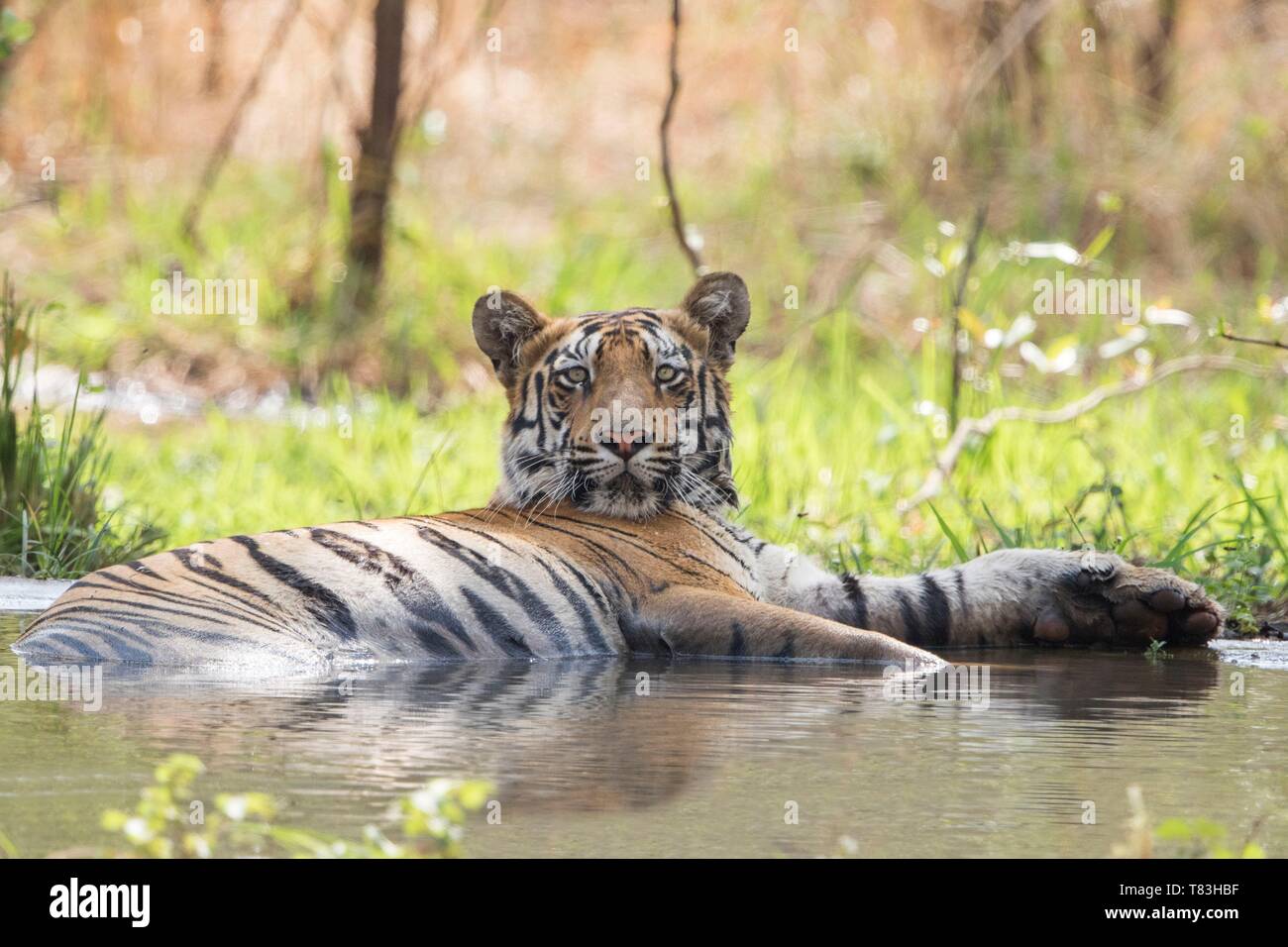 India, Maharashtra, Andhari Tadoba Tiger Reserve, Tadoba Nationalpark, Bengal Tiger (Panthera tigris tigris), aktualisiert sich selbst in einer künstlichen Wasserloch von den Wachen der Reserve erstellt Stockfoto