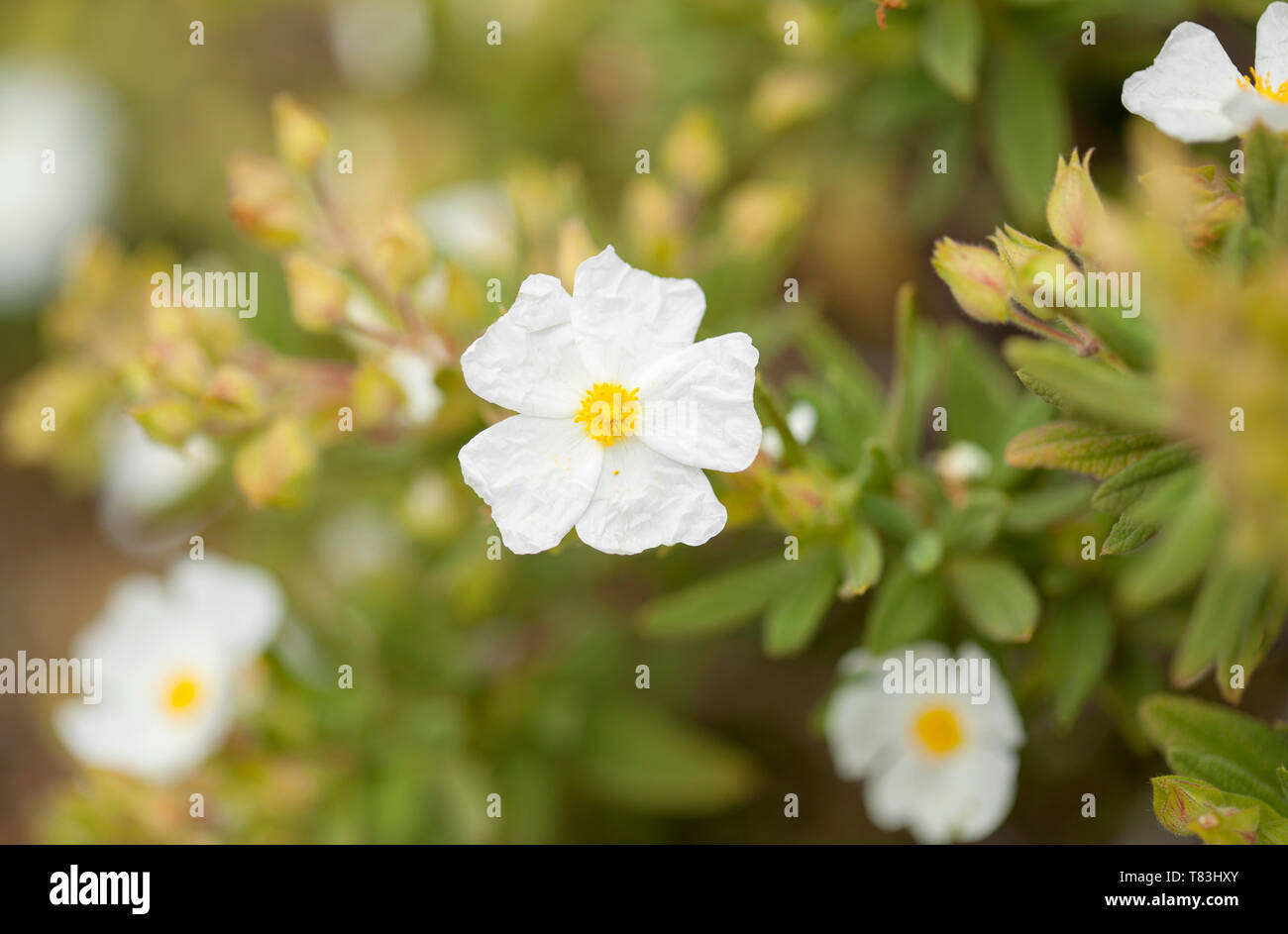 Flora von Gran Canaria - Cistus monspeliensis, Montpellier cistus Stockfoto