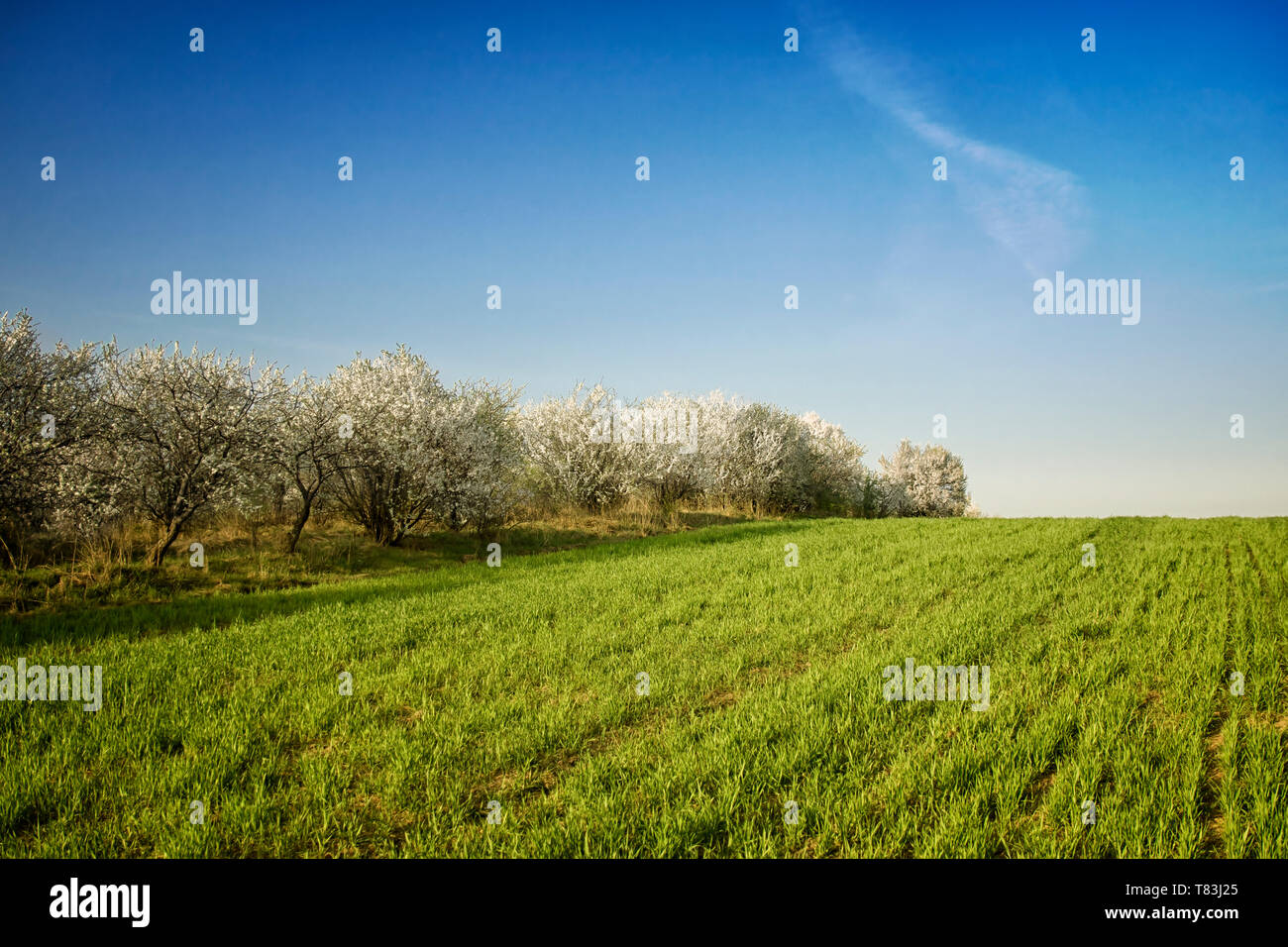 Schönen Morgen grünes Feld mit blauem Himmel Stockfoto