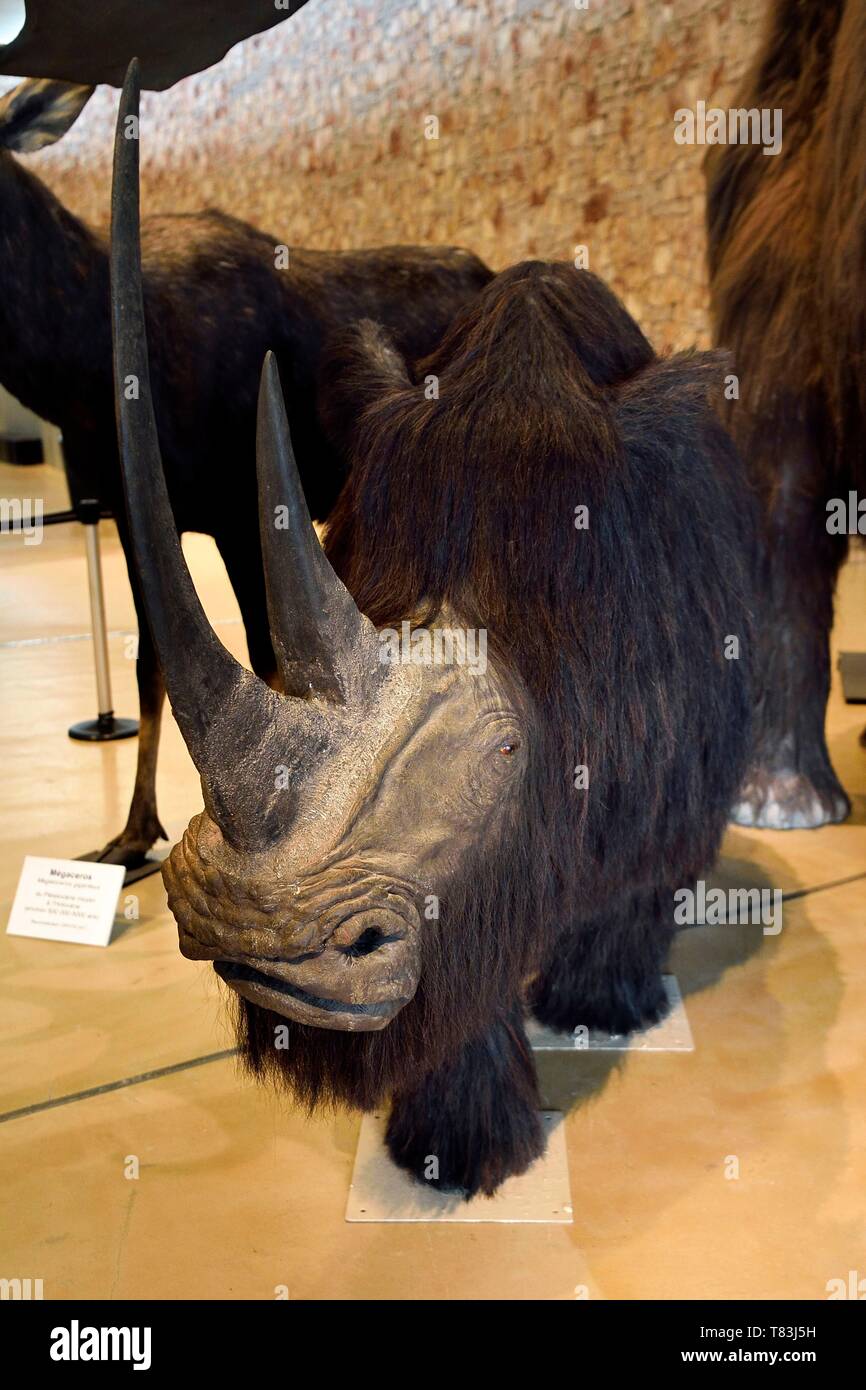 Frankreich, Alpes de Haute Provence, Parc Naturel Regional du Verdon, Quinson, Museum der Gorges du Verdon Vorgeschichte, entworfen vom Architekten Norman Foster, die rekonstitution einer Woolly Nashörner (Coelodonta antiquitatis) Stockfoto