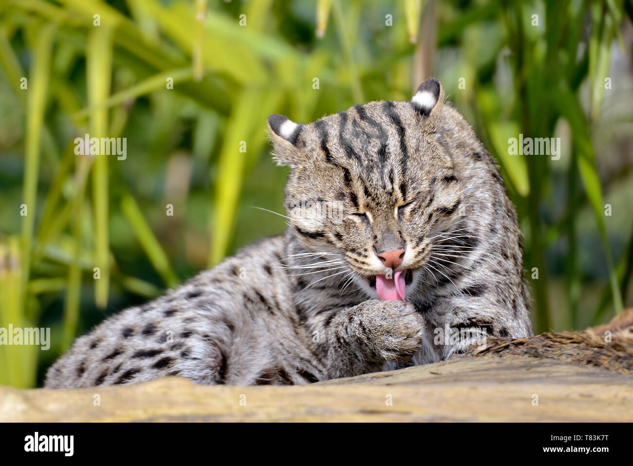 Angeln cat (Prionailurus viverrinus) liegen, und ziehen Sie die Zunge Stockfoto