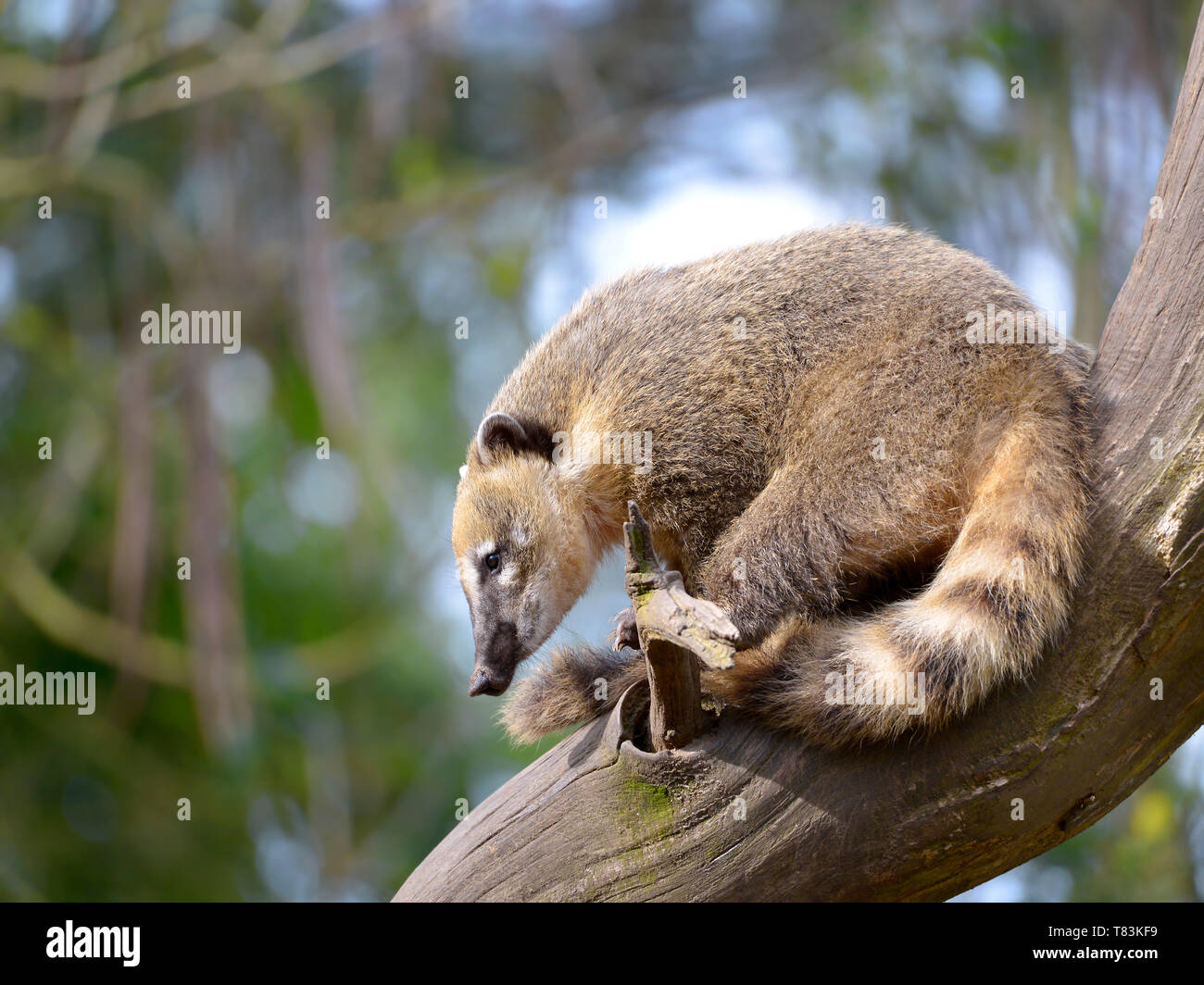 Südamerikanischer Nasenbär oder Ring-tailed Nasenbär (Nasua nasua), liegen auf Zweig Baum Stockfoto
