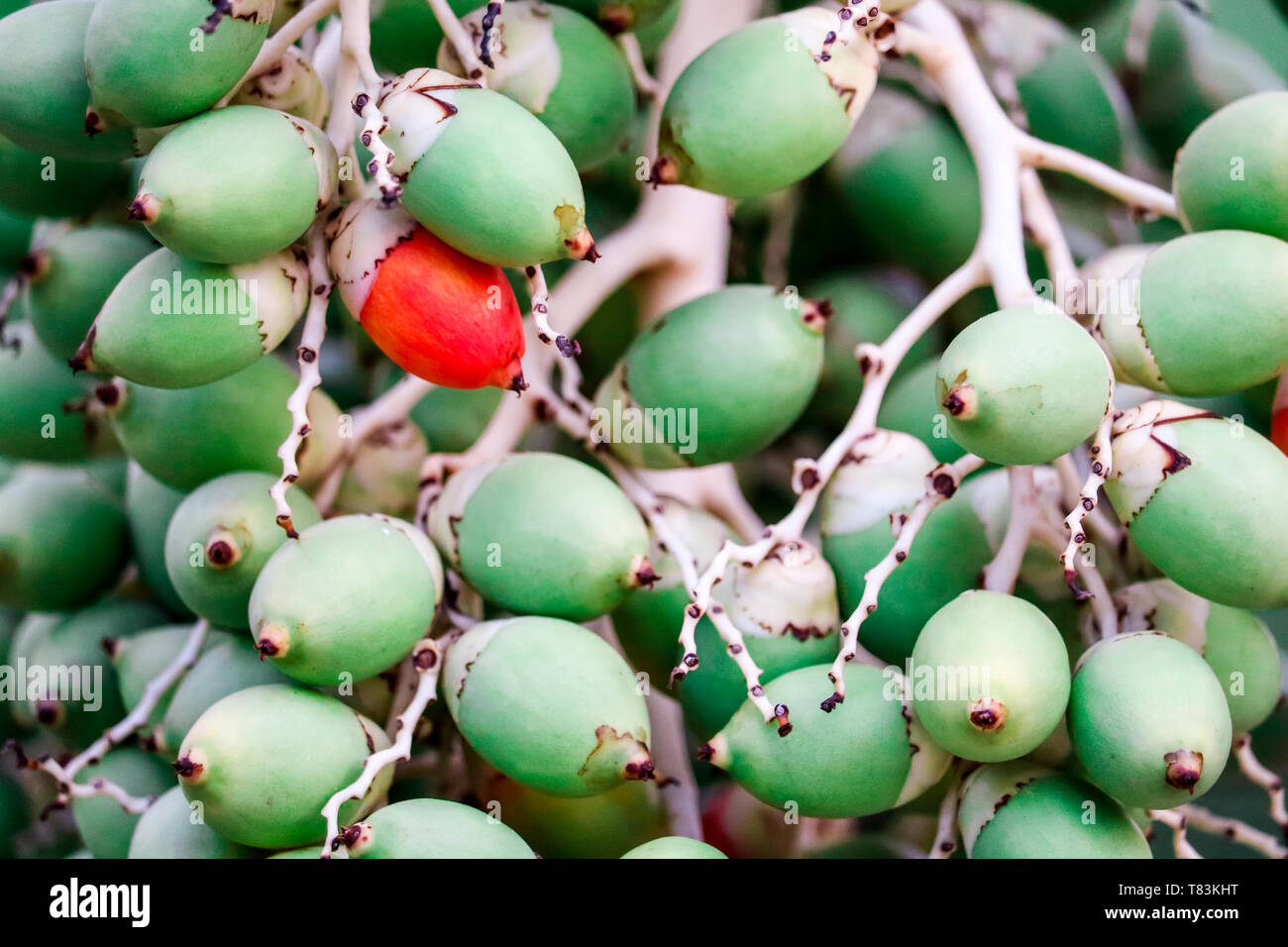 Oil palm fruits in palm Fotos und Bildmaterial in hoher Auflösung