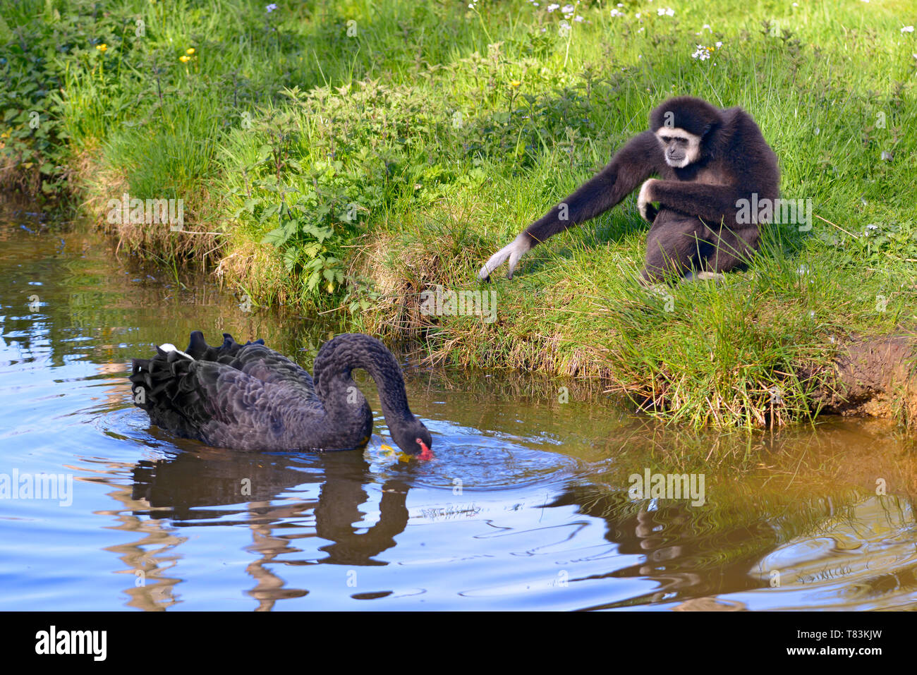 Weiß - übergeben Gibbon oder Weiß - übergeben Gibbon (Hylobates lar) und schwarzer Schwan (Cygnus atratus) auf dem Wasser Stockfoto